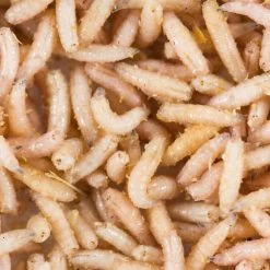 No Brand Appâts Vivants De Pêche, 1/2 L Gozzers Blancs