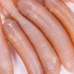 No Brand Appâts Vivants De Pêche En Mer - Vers Bibis Grande Taille X5