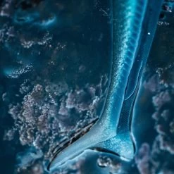 COMBO Leurres Souples Shad Lançon EELO 110 8gr AYU/BLEU -Matériel De Pêche combo leurres souples shad lancon eelo 110 8gr ayubleu 2