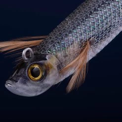 Turlutte Ultra Coulante TYP RUN EBIFISH 3.0/120 Naturel Mullet Pêche Calamar -Matériel De Pêche turlutte ultra coulante typ run ebifish 30120 naturel mullet peche calamar 2